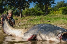 Cần thủ câu được con cá trê khổng lồ dài 2,64 mét trong hồ