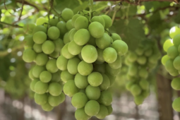 Rau quả Mỹ ồ ạt vào Việt Nam