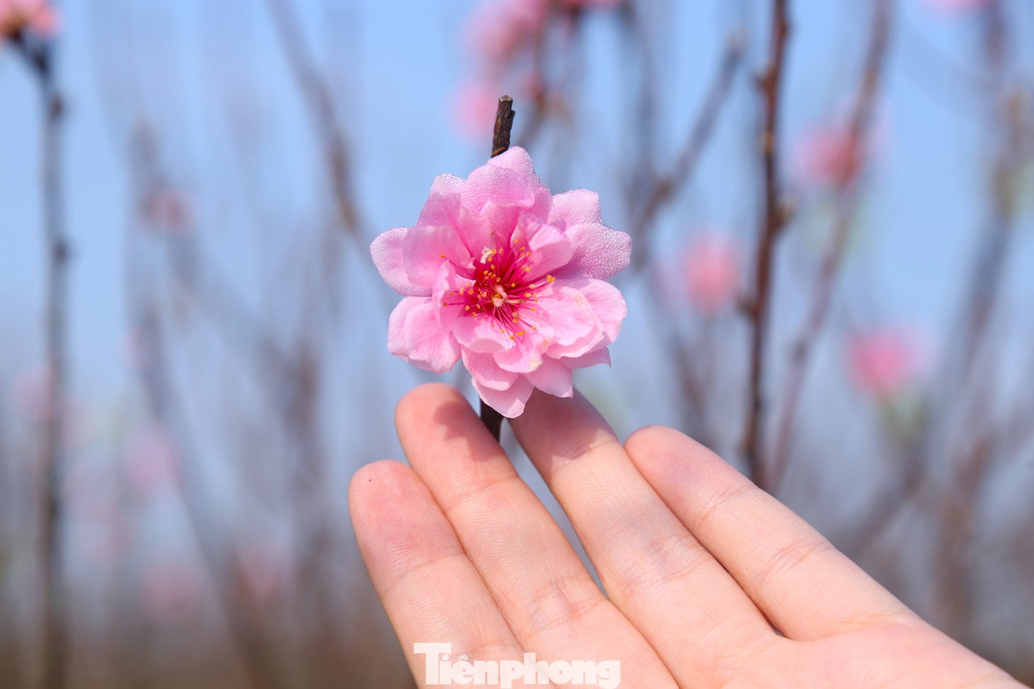 Nghề 'đánh cược' với ông trời - 7