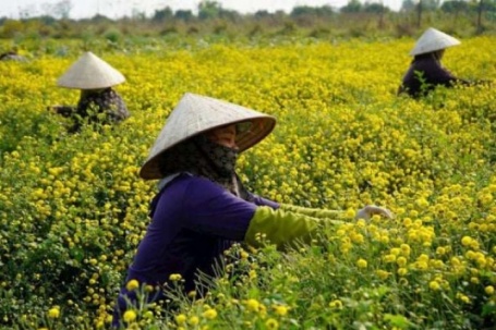 Thứ hoa đặc sản “tiến vua” nở cản chả kịp trên cánh đồng này ở Hải Phòng, dân làm kiểu gì mà năm nào bán cũng ngon ơ?