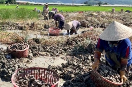 "Lộc trời" mọc dưới bùn xưa chẳng ai ăn, nay thành đặc sản dân thành phố lùng mua, giá đến 80.000 đồng/kg