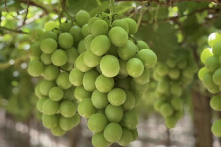 Rau quả Mỹ ồ ạt vào Việt Nam