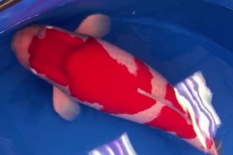 Con cá Koi được bán với giá 47 tỷ đồng, hé lộ lý do