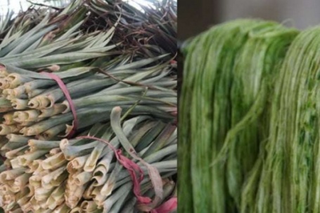 Cận cảnh quy trình ép thứ lá có gai trước chỉ bỏ đi nay "đẻ" ra tiền của nông dân Cần Thơ