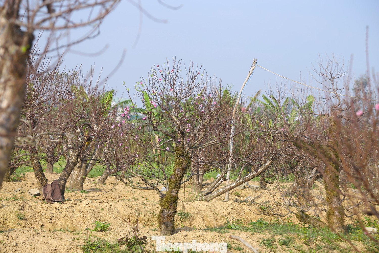Từ giữa tháng Chạp, anh Hoàn bắt đầu chuẩn bị phương tiện, nhân lực để vận chuyển đào đến các gia đình, cơ quan, đơn vị theo nhu cầu. Sau rằm tháng Giêng, những cây đào lại được thu hồi, tiếp tục chăm sóc cho mùa Tết năm sau.