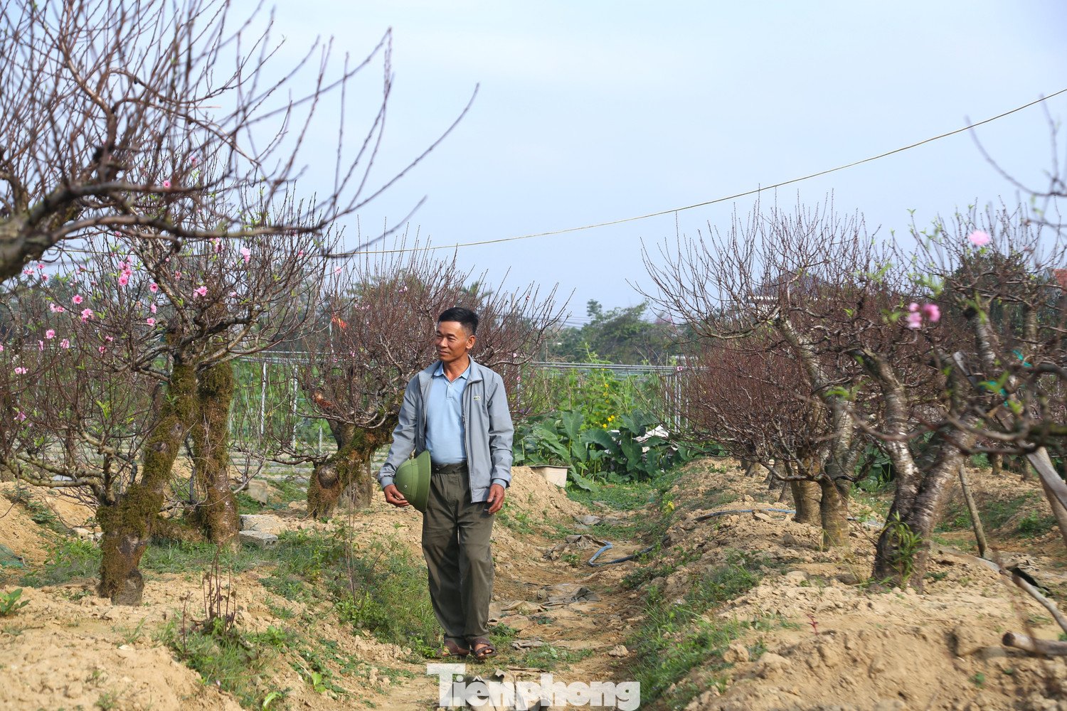 Từ giữa tháng Chạp, anh Hoàn bắt đầu chuẩn bị phương tiện, nhân lực để vận chuyển đào đến các gia đình, cơ quan, đơn vị theo nhu cầu. Sau rằm tháng Giêng, những cây đào lại được thu hồi, tiếp tục chăm sóc cho mùa Tết năm sau.