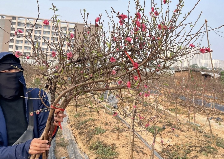 Đào huyền được rao bán tràn ngập trên chợ mạng, lượng khách đặt mua tăng mạnh. Ảnh: Vũ Huyền