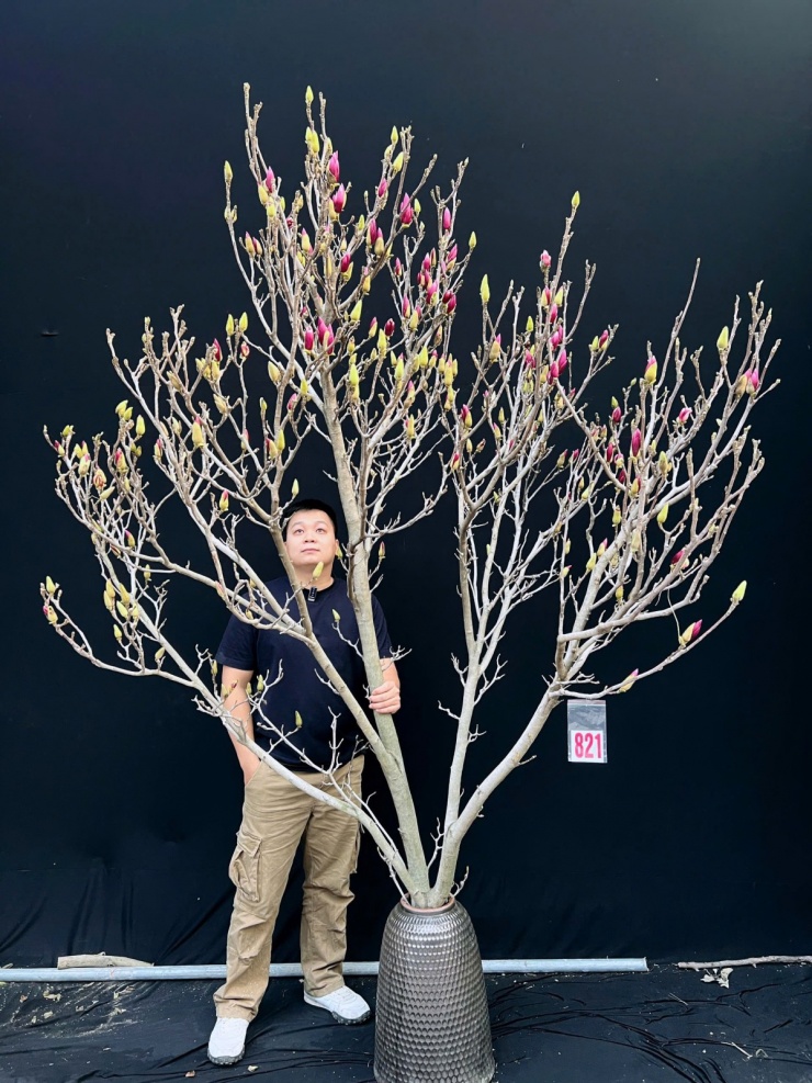 Nhiều gia đình mua mộc lan chơi Tết - 6