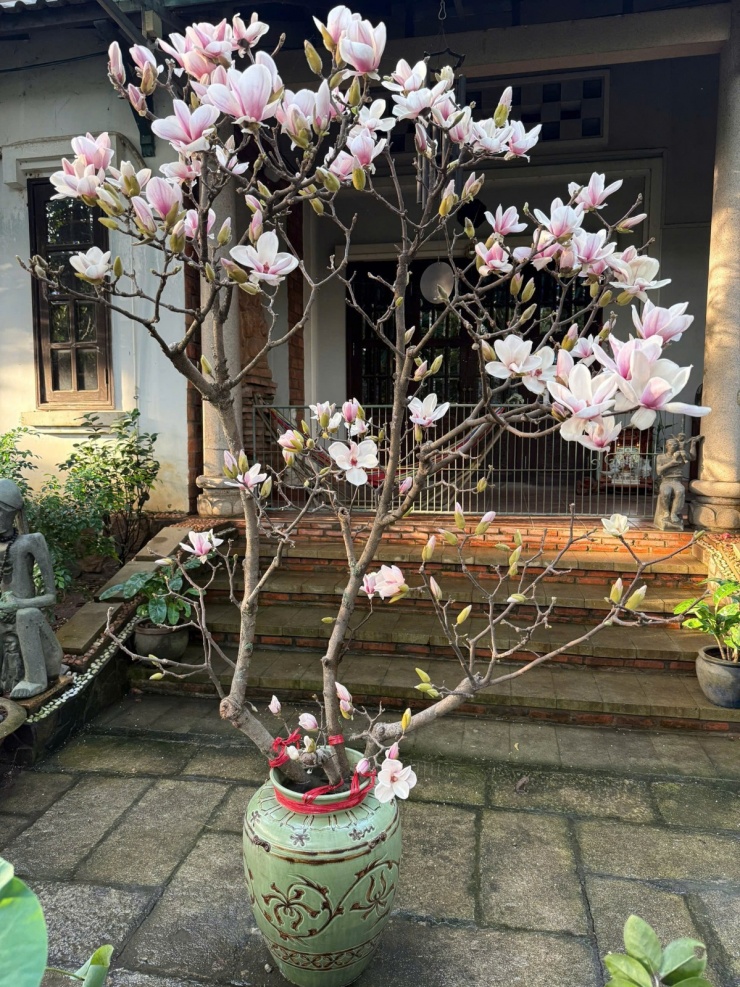 Nhiều gia đình mua mộc lan chơi Tết - 8