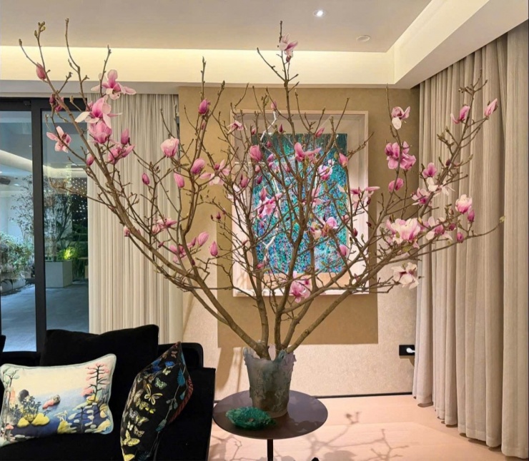 Nhiều gia đình mua mộc lan chơi Tết - 7