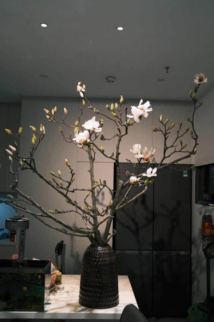 Nhiều gia đình mua mộc lan chơi Tết - 10