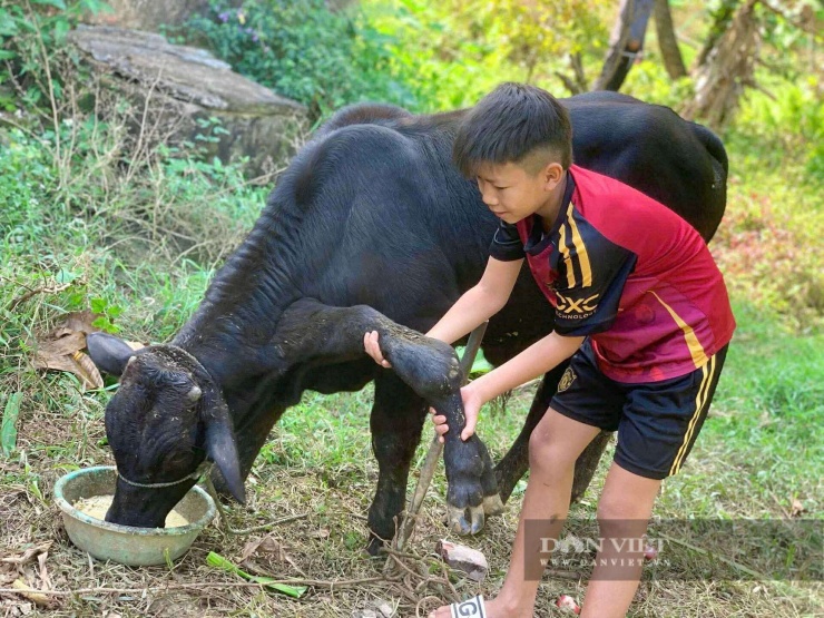 Chú bò 6 chân kỳ lạ này rất hiền.