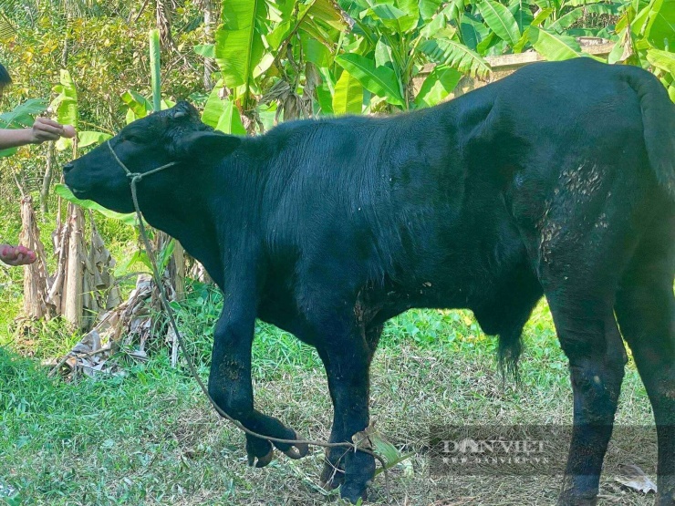 Trường hợp bò đực 6 chân Thanh Hóa đang được anh Nguyễn Hữu Linh nuôi dưỡng tại xã Hoằng Tiến là hiện tượng hiếm gặp trong chăn nuôi địa phương.