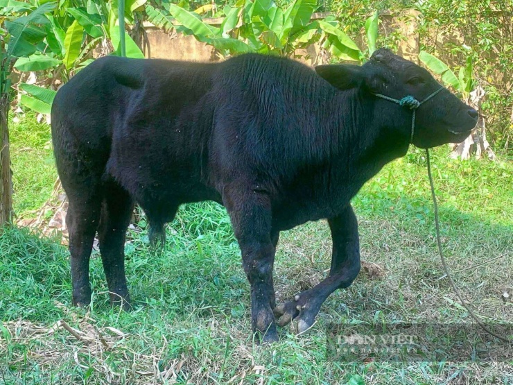 Chiếc chân thừa của chú bò vẫn phát triển như các chân còn lại.