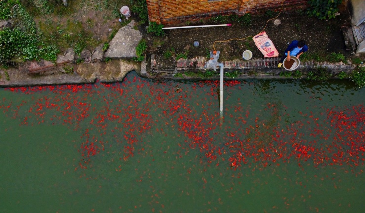 Với tổng diện tích quy hoạch nuôi trồng thủy sản gần 100ha, xã Vĩnh Hưng hiện có hơn 300 hộ dân tham gia nuôi cá, tập trung chủ yếu tại thôn Yên Lập. Dù mang tính thời vụ, mô hình nuôi cá chép đỏ phục vụ cúng ông Công, ông Táo đem lại nguồn thu nhập cao cho người dân nơi đây.