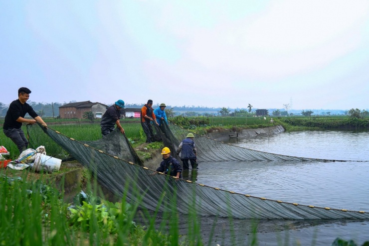 Nhộn nhịp thủ phủ cá chép đỏ cúng Tết ông Công, ông Táo - 3
