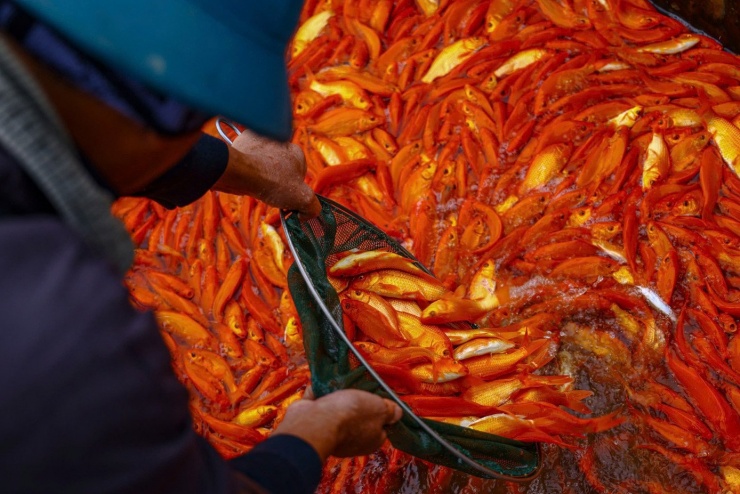 Nhộn nhịp thủ phủ cá chép đỏ cúng Tết ông Công, ông Táo - 8