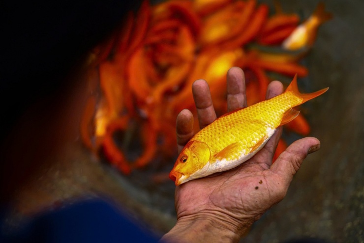 Cá chép đỏ Vĩnh Hưng có màu đỏ đậm, tươi hơn so với nhiều vùng nuôi khác nên được thương lái và người tiêu dùng ưa chuộng.