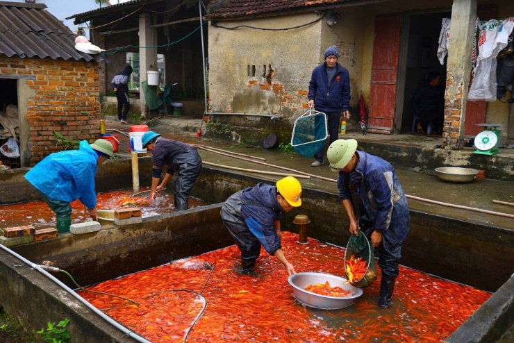 Thời điểm này, thương lái ở khắp nơi đã đổ về Vĩnh Hưng đặt cọc, thu mua cá chép đỏ phục vụ thị trường dịp 23 tháng Chạp.