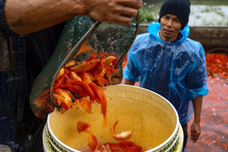 Hiện giá cá chép đỏ bán buôn tại ao dao động từ 100.000 – 120.000 đồng/kg. Với mức giá này, trung bình mỗi hộ nuôi thu lãi khoảng 15 triệu đồng/sào ao trong một vụ nuôi.