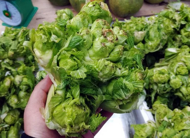 Rau mầm đá vốn là một loại rau cải, đặc sản hiếm có chỉ xuất hiện ở vùng núi rừng Tây Bắc, nhất là ở Sapa, tỉnh Lào Cai.