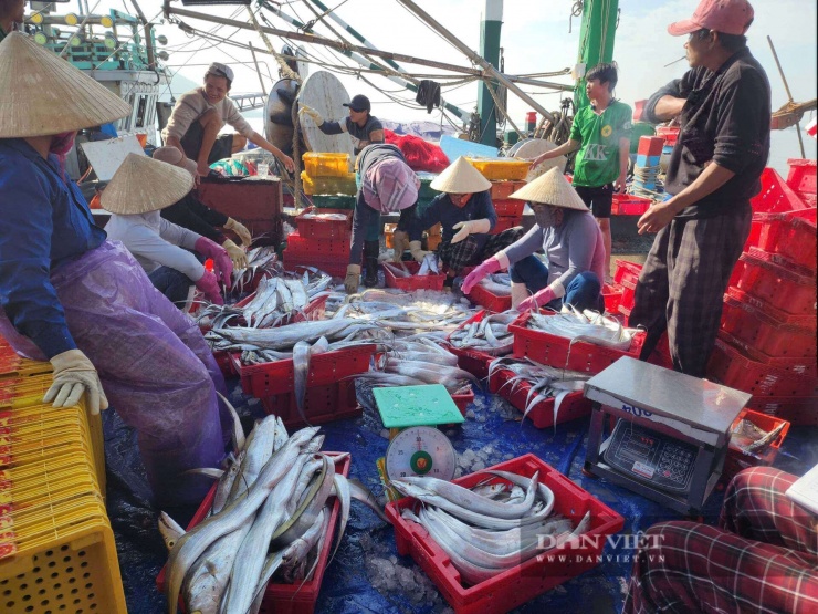 Các ngư dân và người lao động phân loại, cân đếm cá hố.&nbsp;