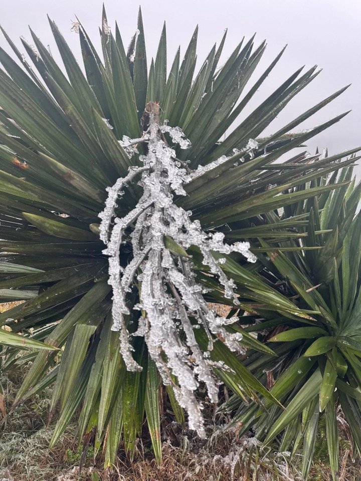 Băng giá mỏng đóng trên các cây trên đỉnh Mẫu Sơn. (Ảnh: Nana)