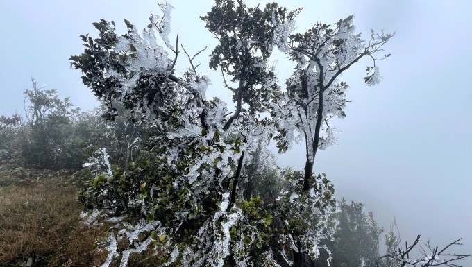 Băng giá trên đỉnh Mẫu Sơn chiều 22/1. Ảnh: Đinh Văn Quyết
