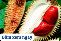 Tin tức sức khỏe - 3 loại quả mùa lạnh ở miền Bắc tốt như “nhân sâm” cho người bị đau xương khớp