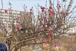 Đào huyền tấp nập khách mua, chưa Tết Bính Ngọ dân buôn đã chốt bán nghìn cành