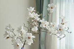 Chi hàng chục triệu 'săn' cành hoa mộc lan chơi Tết