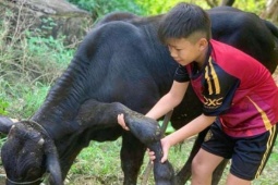 Chuyện lạ Thanh Hóa khiến dân làng xôn xao, một con bò đực mọc tới 6 chân, người ta đang đến xem