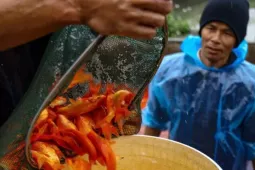 Nhộn nhịp thủ phủ cá chép đỏ cúng Tết ông Công, ông Táo