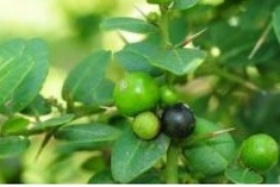 Hái ra tiền nhờ cây dược liệu quý mọc hoang