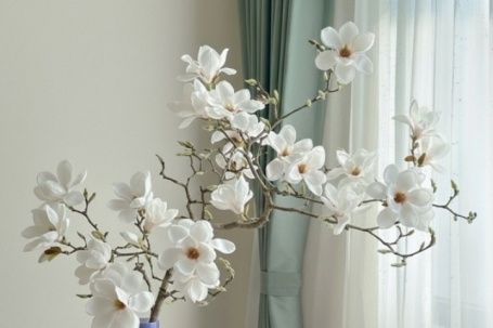 Nhiều gia đình mua mộc lan chơi Tết