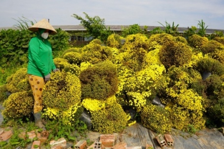 Nhà vườn vứt bỏ hàng nghìn chậu cúc mâm xôi nở sớm
