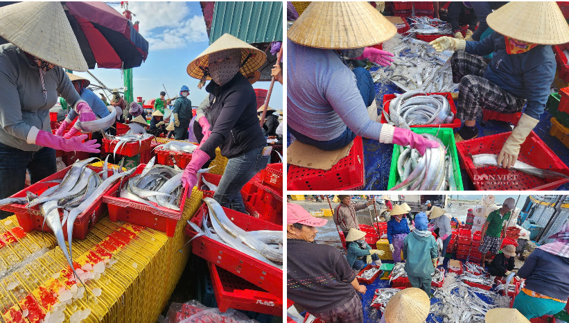 Các ngư dân và người lao động phân loại, cân đếm, đưa cá hố lên xe tải.