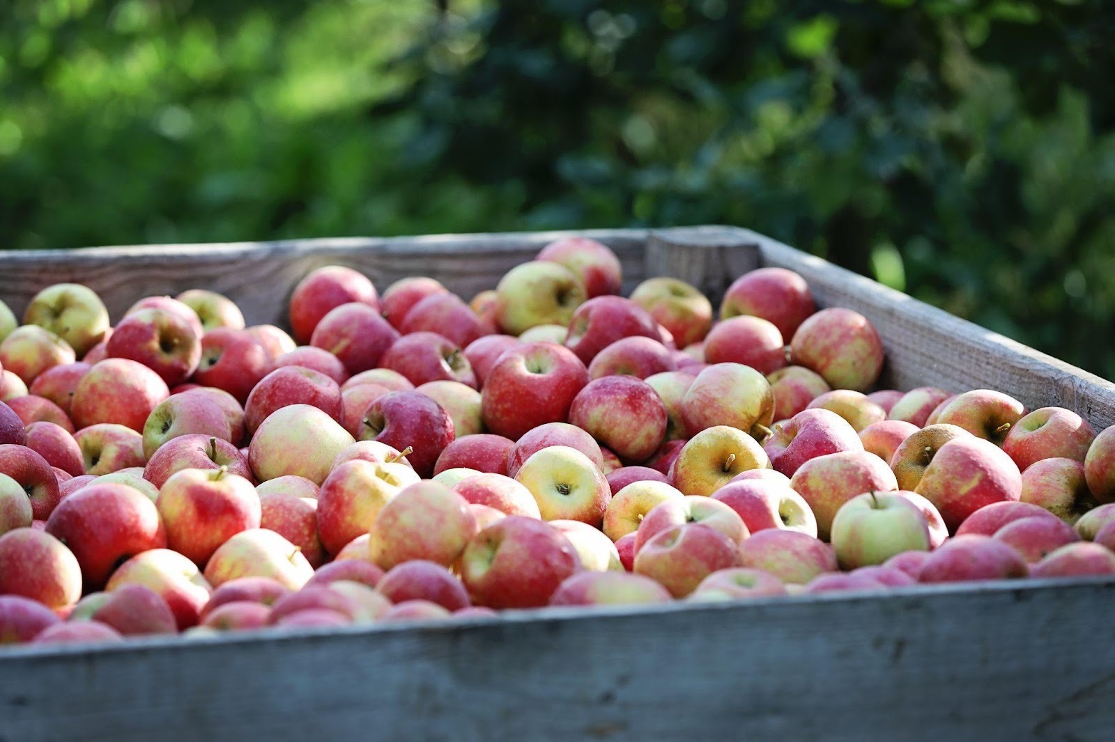 Táo sau khi được thu hoạch tại các nhà vườn ở Pháp (Ảnh: DNCC) 