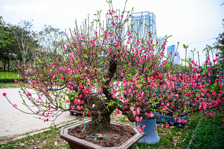 Cuối tháng 1, thị trường hoa cảnh tại Hà Nội trở nên sôi động với sự xuất hiện của nhiều loại đào phục vụ nhu cầu chơi Tết của người dân. Bên cạnh đào Nhật Tân truyền thống hay đào rừng, vài năm gần đây, những gốc đào cổ thụ được chăm sóc công phu, phủ rêu xanh ngày càng được nhiều người Hà Nội quan tâm, lựa chọn.