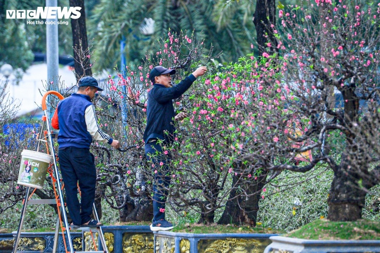 Nếu đào rừng gây chú ý bởi vẻ đẹp tự nhiên, hoang dã thì đào cổ thụ phủ rêu lại mang dáng dấp của sự kết hợp giữa thiên nhiên và bàn tay con người. Các gốc đào này được trồng, nuôi dưỡng từ nhiều năm trước, sau đó được nhà vườn tạo thế, chỉnh cành, chăm sóc kỹ lưỡng trước khi đưa về Hà Nội phục vụ thị trường Tết.