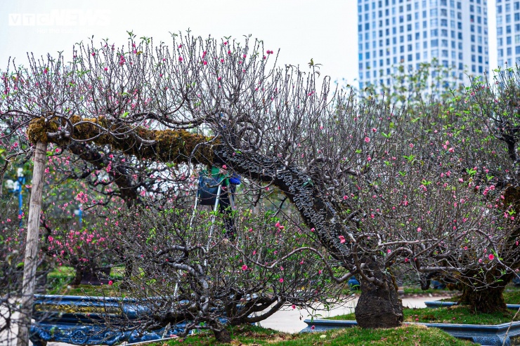 Trước đây, người chơi đào rừng thường chú trọng đến những yếu tố như gốc to, thân chắc, có mốc, có nấm hoặc rêu mọc tự nhiên. Nắm bắt thị hiếu đó, nhiều nhà vườn tại các tỉnh miền núi đã chủ động chăm sóc đào theo hướng giữ được nét cổ kính, đồng thời gia tăng giá trị thẩm mỹ và độ bền của cây bằng việc đắp rêu giữ ẩm cho thân và gốc đào.