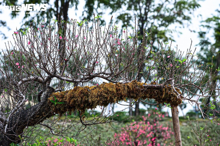 Rêu được lựa chọn kỹ, nuôi trồng trong thời gian dài để đảm bảo độ bám chắc, phủ đều thân cây mà không ảnh hưởng đến sinh trưởng của đào.