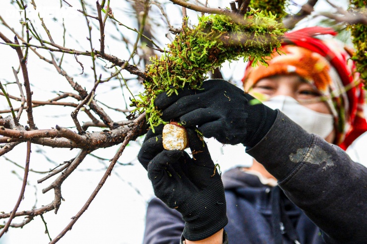 "Đào cổ thụ phải đưa về trước Tết gần một tháng để cây quen khí hậu. Sau đó, chúng tôi kiểm tra thân, gốc hằng ngày, đắp rêu và bổ sung nước đều đặn để giữ ẩm. Công đoạn này khá tỉ mỉ, nếu làm ẩu có thể ảnh hưởng đến nụ hoa”, chủ vườn đào cho biết.
