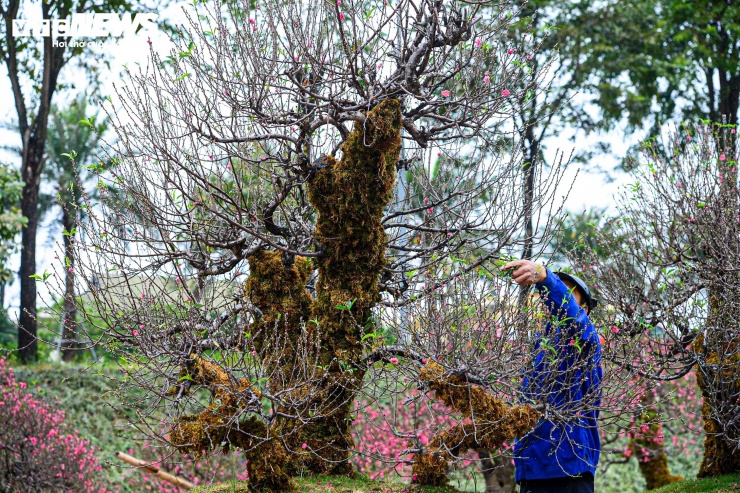 Bên cạnh việc đắp rêu, các gốc đào còn được chỉnh sửa cành, tỉa nụ để hoa nở đúng thời điểm. Từ dáng thô ban đầu, qua quá trình chăm sóc, cây dần hoàn thiện hình dáng, sẵn sàng bung nở khi xuân về.