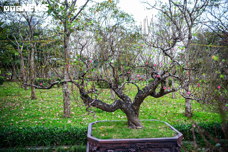 Những gốc đào cổ thụ phủ rêu hiện được nhiều khách hàng ưa chuộng bởi vẻ đẹp mộc mạc, cứng cỏi, khác với sự mềm mại của các loại đào phổ biến.