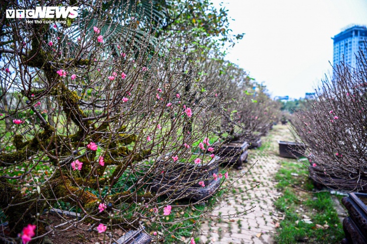 Theo các nhà vườn, nhiều gốc đào từ miền núi phía Bắc đã được đưa về Hà Nội từ sớm. Dù có cây đã bắt đầu nở hoa, nhưng nhờ được trồng từ gốc và có lớp rêu giữ ẩm, hoa thường bền màu, ít rụng, đáp ứng nhu cầu trưng bày trong suốt dịp Tết Nguyên đán sắp tới.