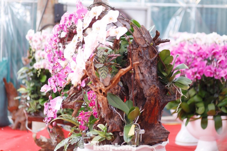 Một chậu hoa lan bán Tết có giá khoảng 10 triệu đồng.
