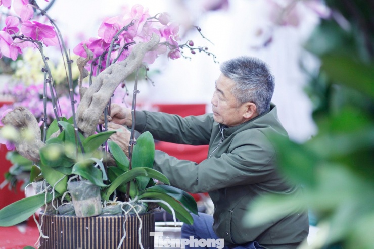 Một người cắm hoa lan thuê chăm chú làm việc để phục vụ Tết.