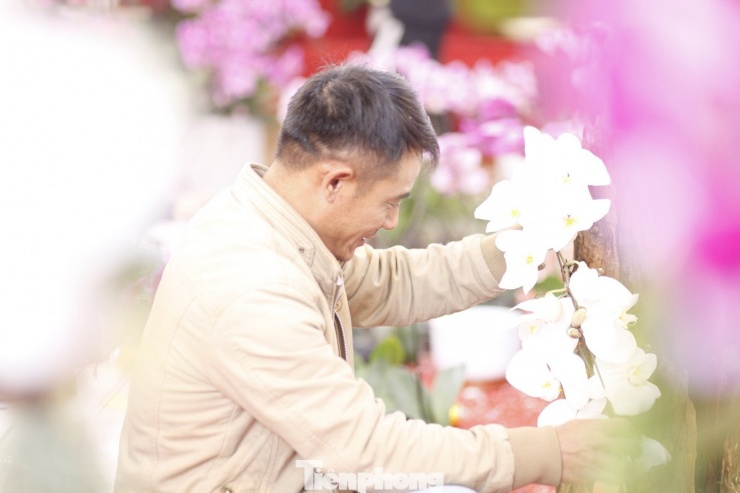 Mỗi vụ Tết, người cắm hoa lan thuê có thể kiếm được vài chục triệu đồng.