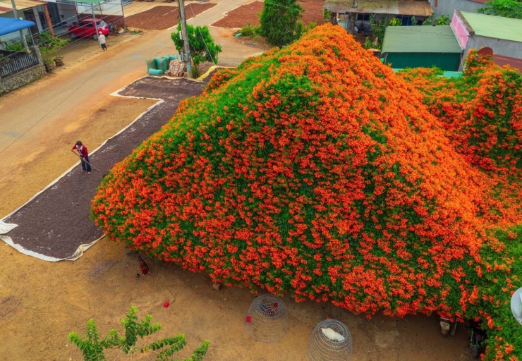 Ngôi nhà rực đỏ hoa xác pháo mang sắc Tết về vùng cao Lâm Đồng - 2